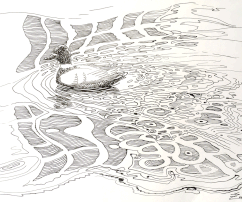 Duck, 29x20, inkdrawing, paper, 2012
