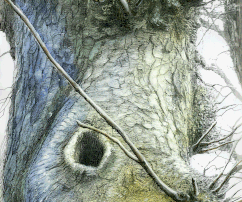Mustache-tree, 20x29, print, aquarele, paper, 2017