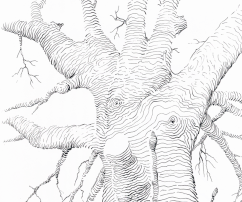 Soft tree, 20x29, inkdrawing, paper, 2015