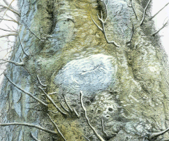 Granny tree, 20x29, print, aquarele, paper, 2017
